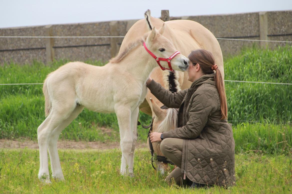 Fjordhest Lamhaves Saga billede 5