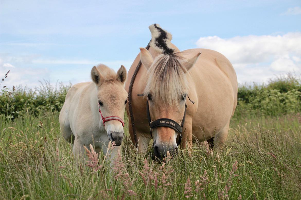Fjordhest Lamhaves Saga billede 6