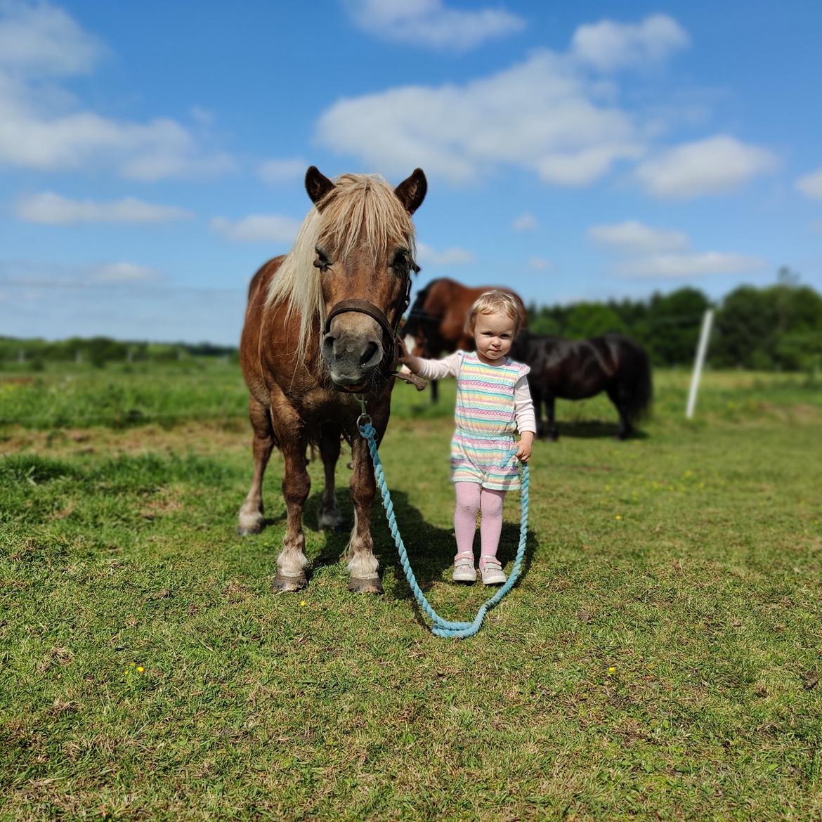 Shetlænder Bella Donna Morsbøl ( Dulle ) billede 1