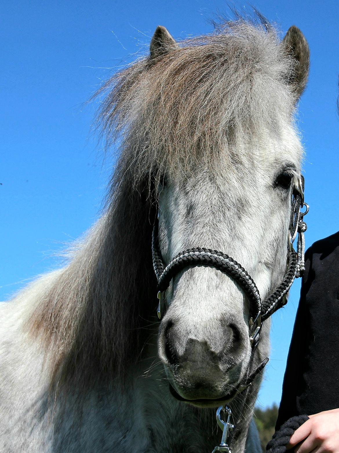 Islænder Smári fra Stald Fames billede 10