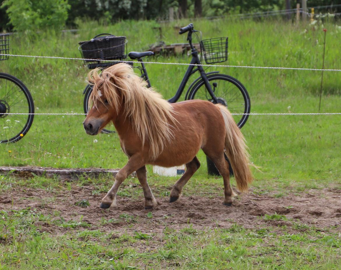 Shetlænder Maya billede 1