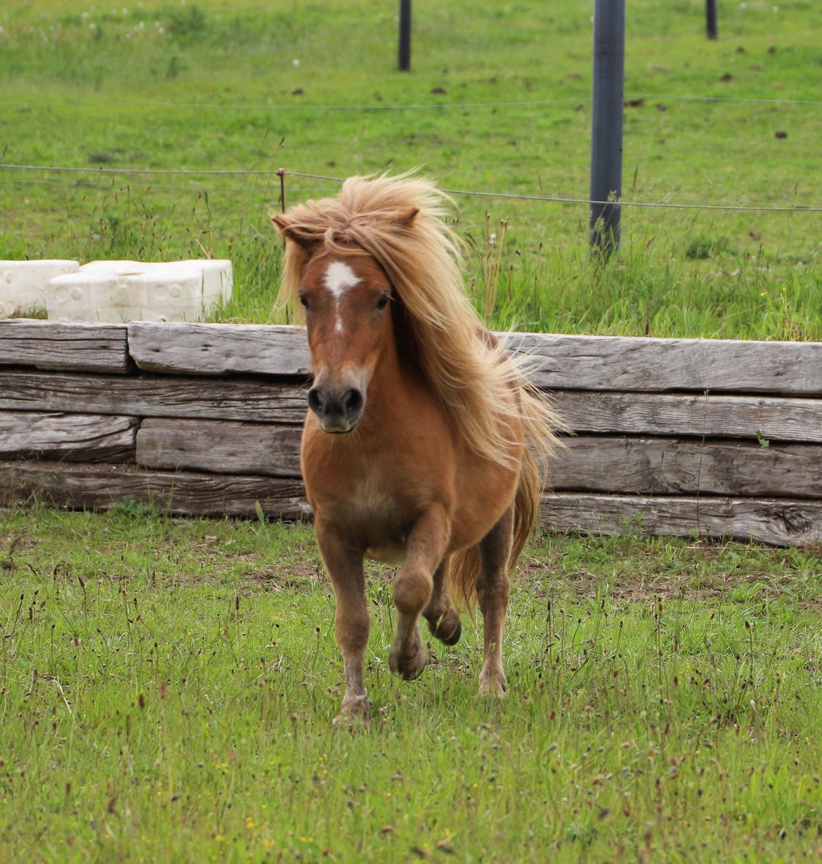 Shetlænder Maya billede 2