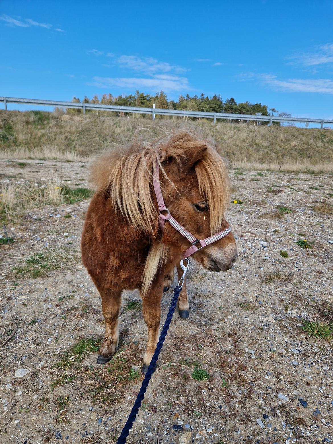 Shetlænder Maya billede 9