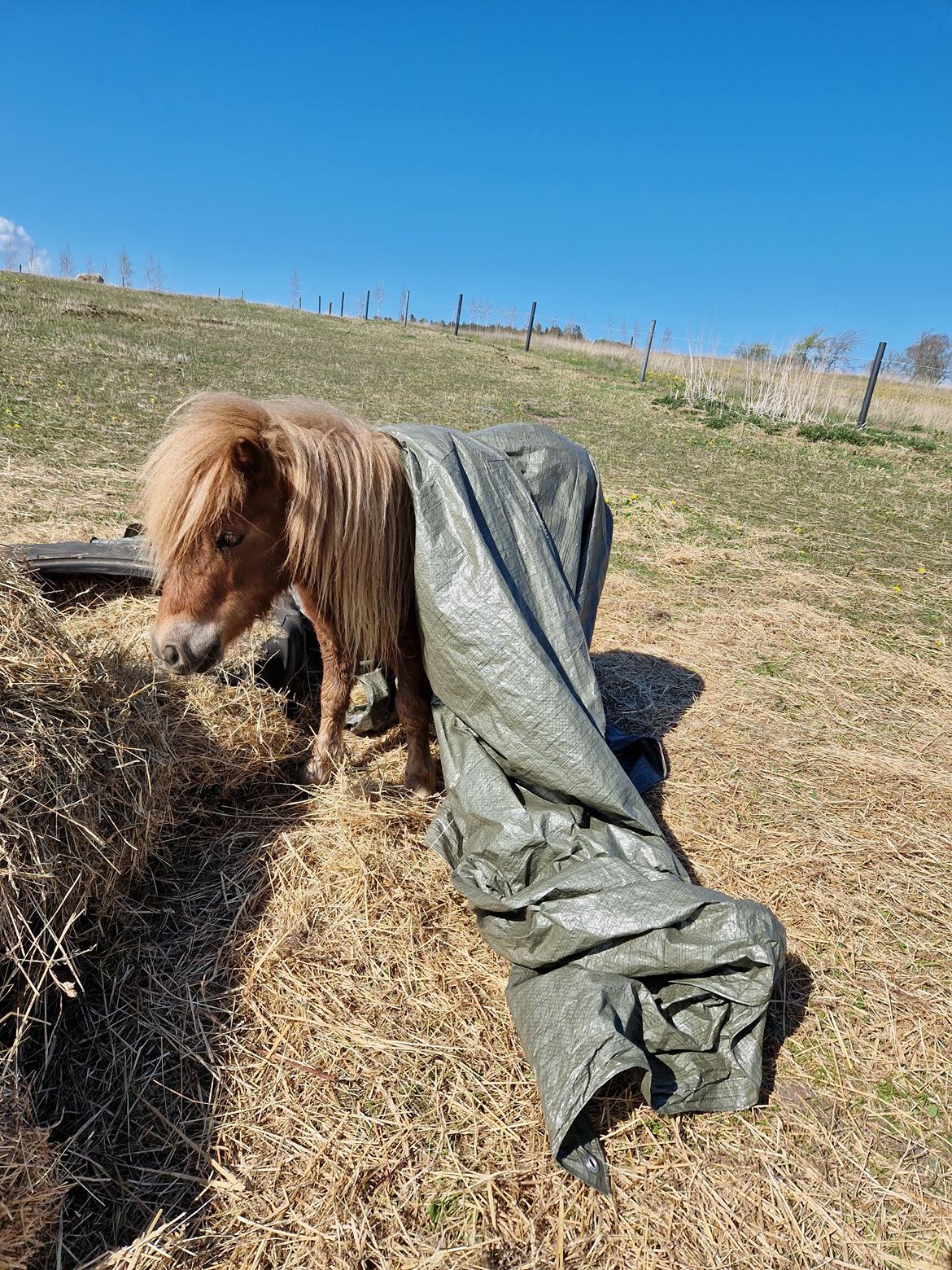Shetlænder Maya billede 8