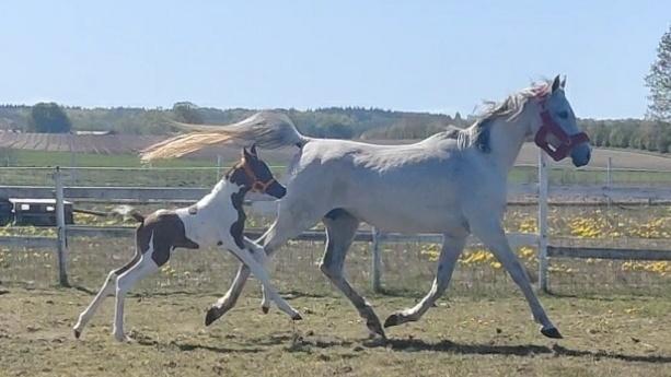 Pinto Araber ZY Safira bint Sharifa *SOLGT* billede 12