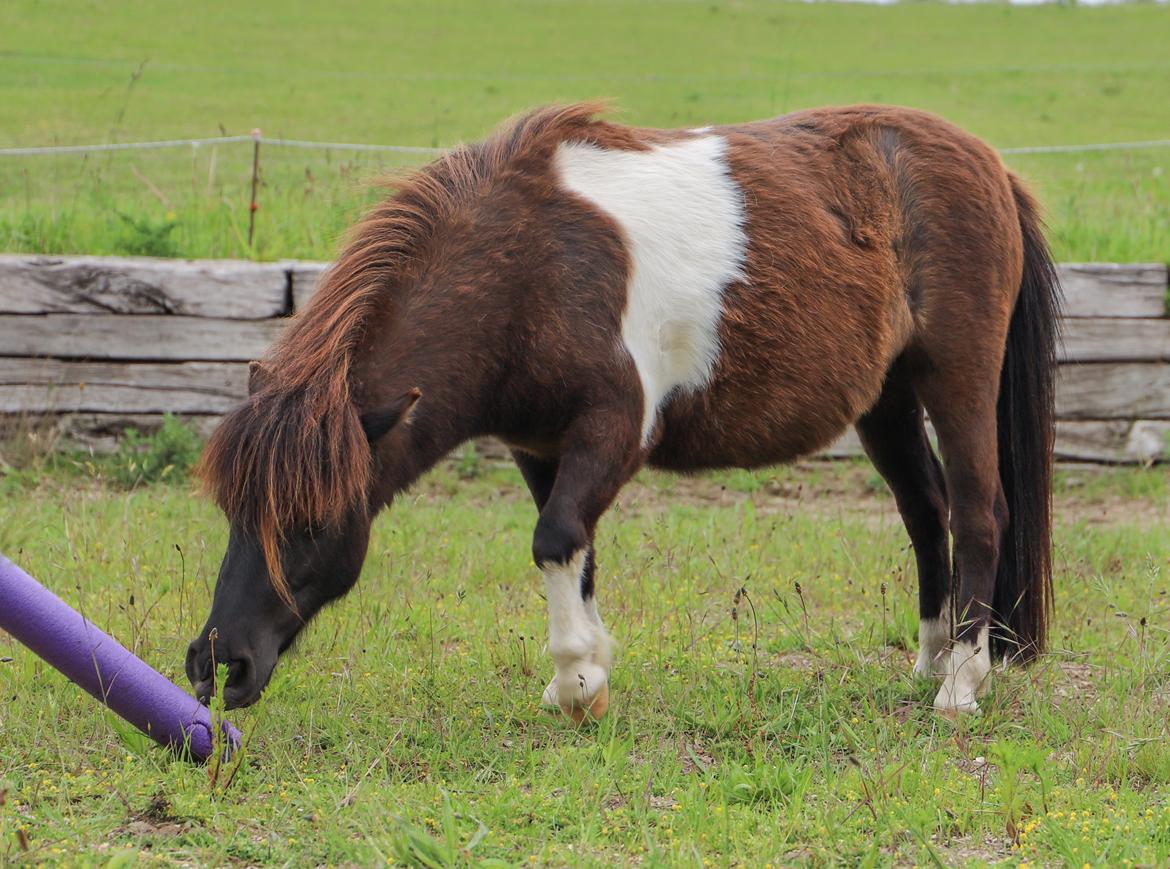 Anden særlig race Capaia billede 9
