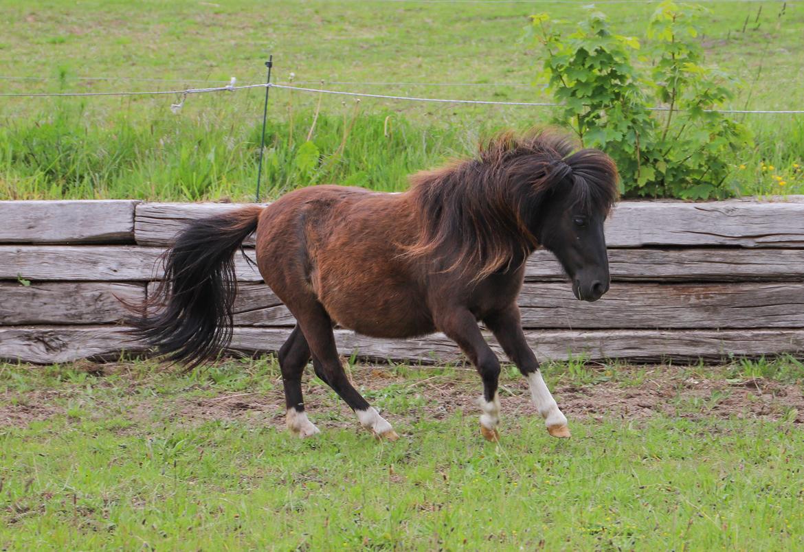 Anden særlig race Capaia billede 10