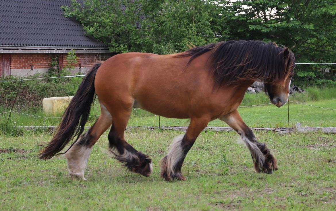 Irish Cob Lenders Winzent of Ireland billede 17