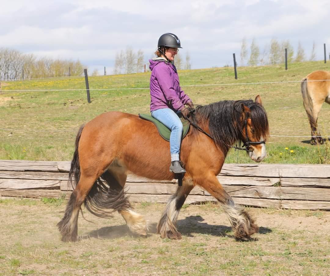 Irish Cob Lenders Winzent of Ireland - Min søster der rider W. billede 18