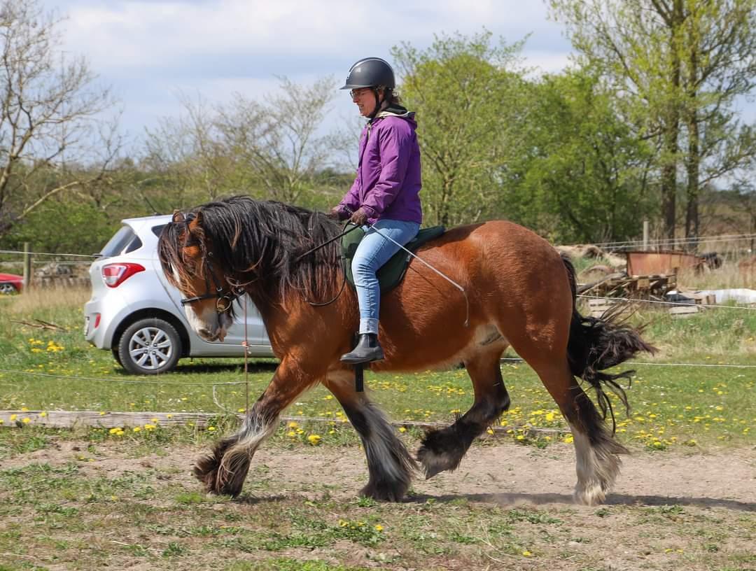 Irish Cob Lenders Winzent of Ireland - Min søster der rider W. billede 19