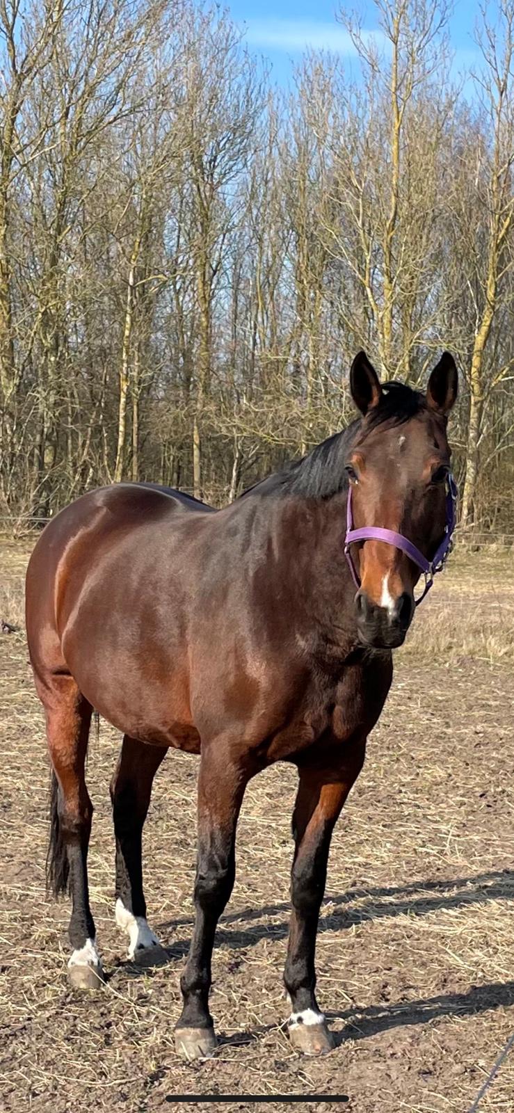 Anden særlig race - Donna billede 10