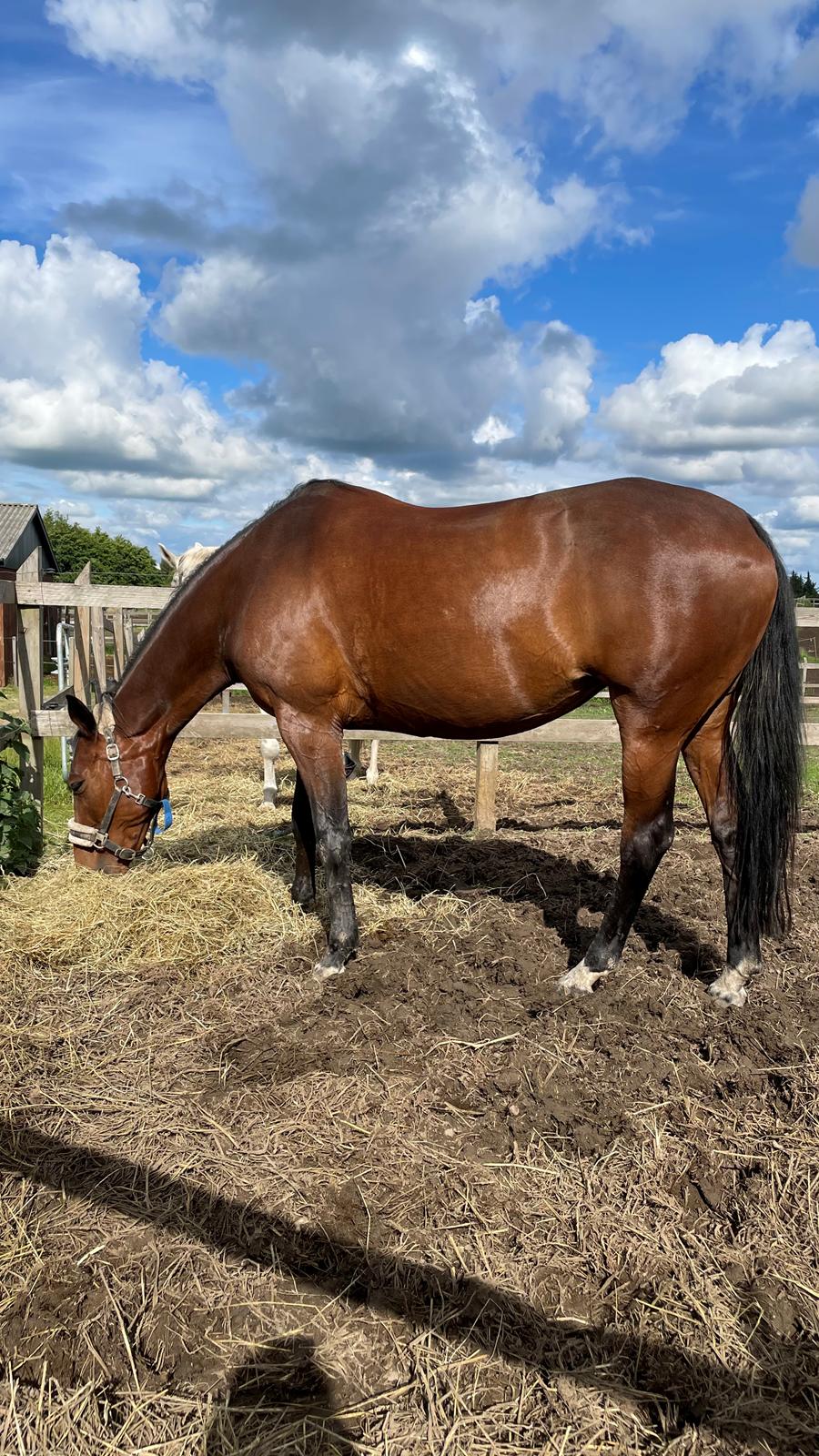 Anden særlig race - Donna billede 11