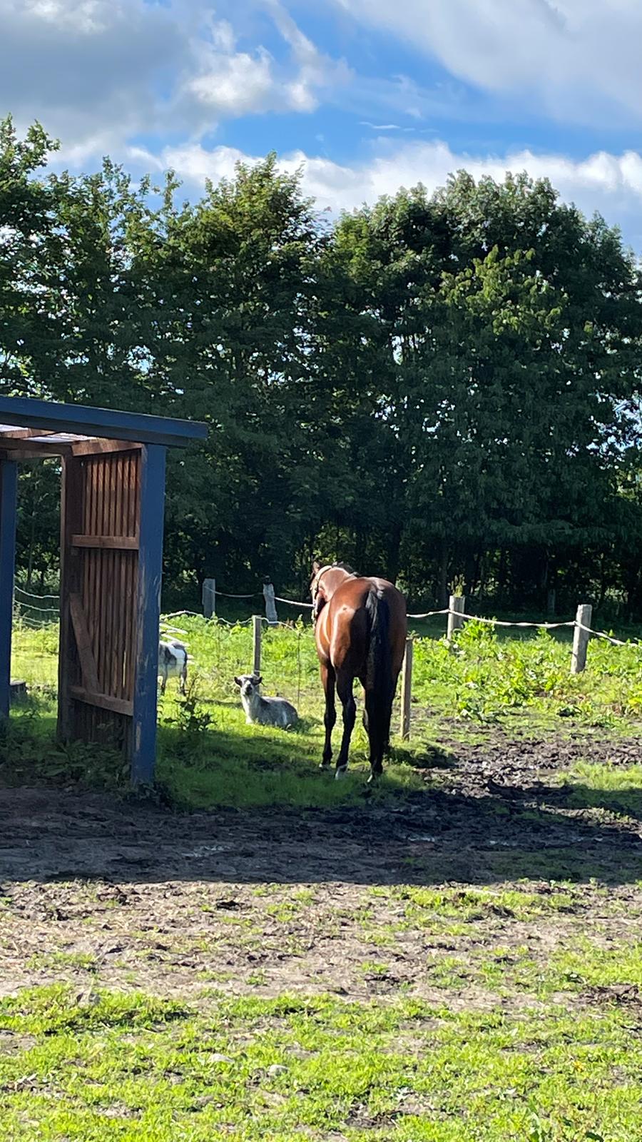Anden særlig race - Donna billede 19