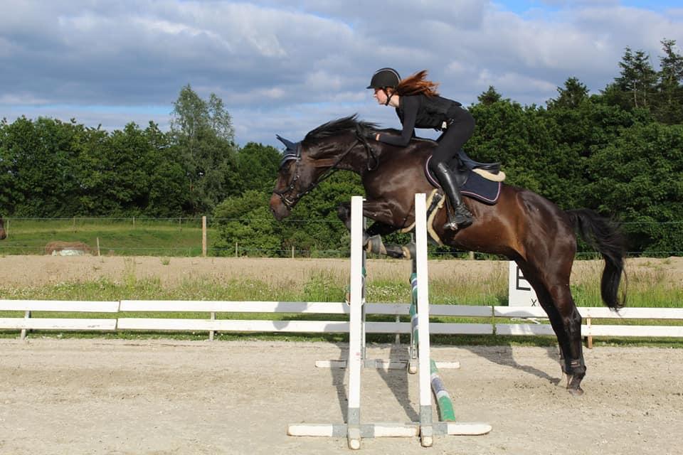 Dansk Varmblod Høagergaards Dark Force (Darky) billede 16