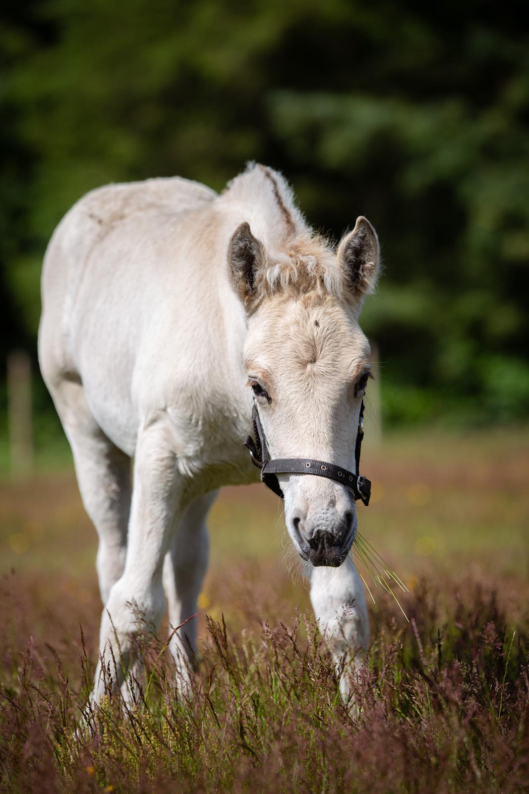 Fjordhest Theodoras Dublin billede 17
