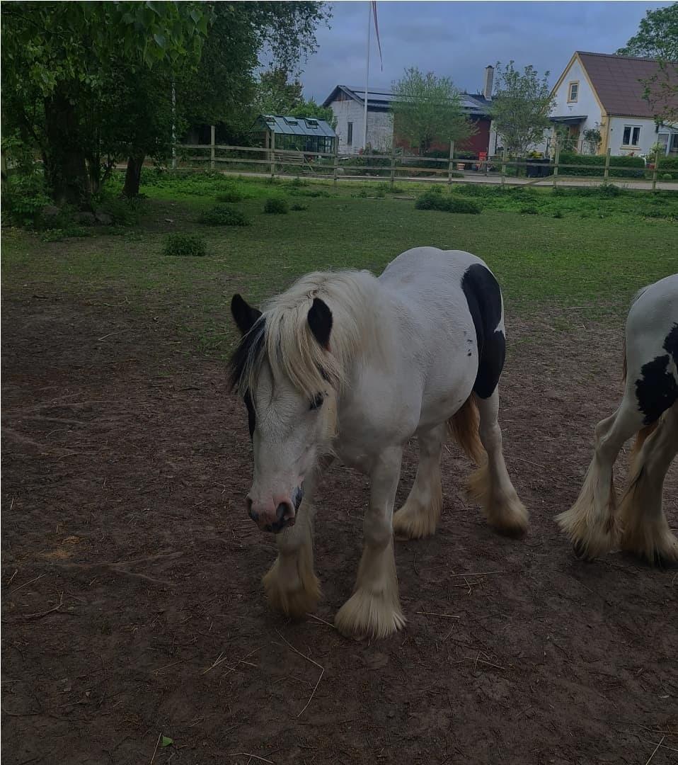 Irish Cob Nohr Clogheen billede 1