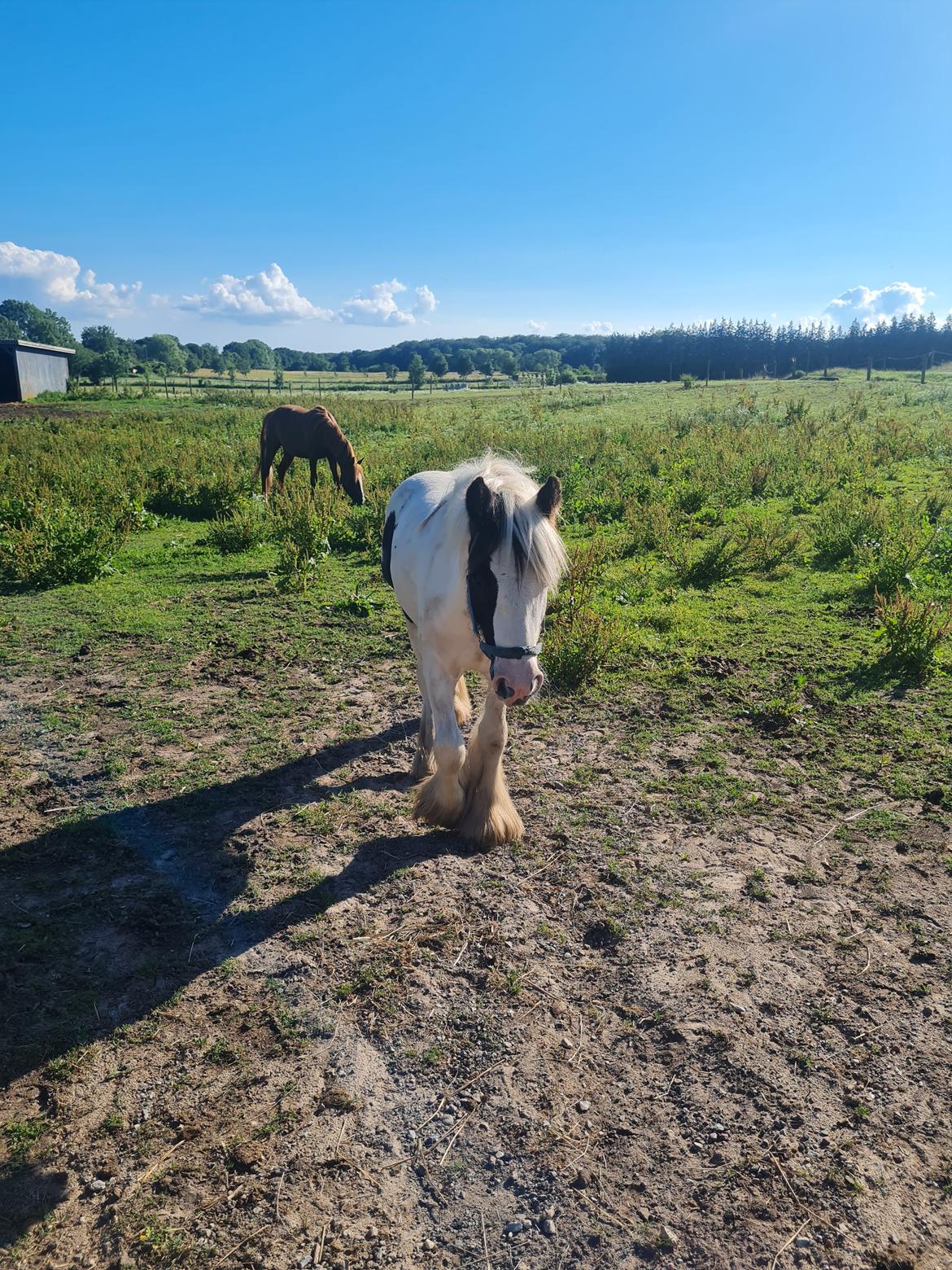 Irish Cob Nohr Clogheen billede 2