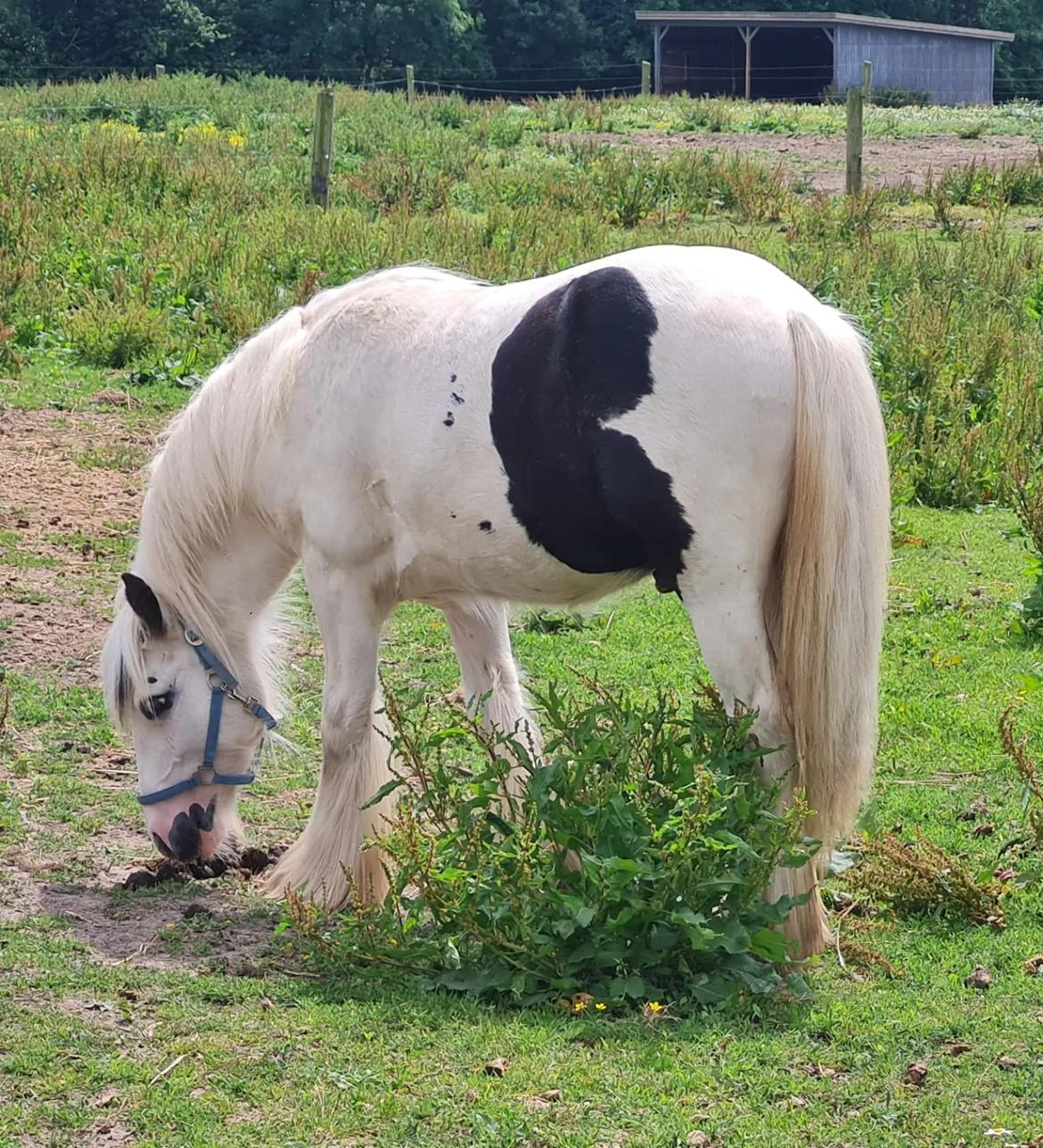 Irish Cob Nohr Clogheen billede 4