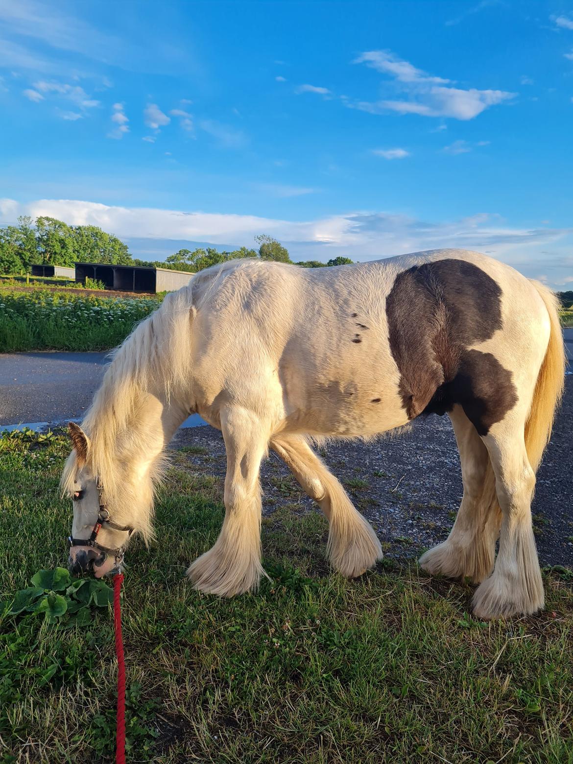 Irish Cob Nohr Clogheen billede 6