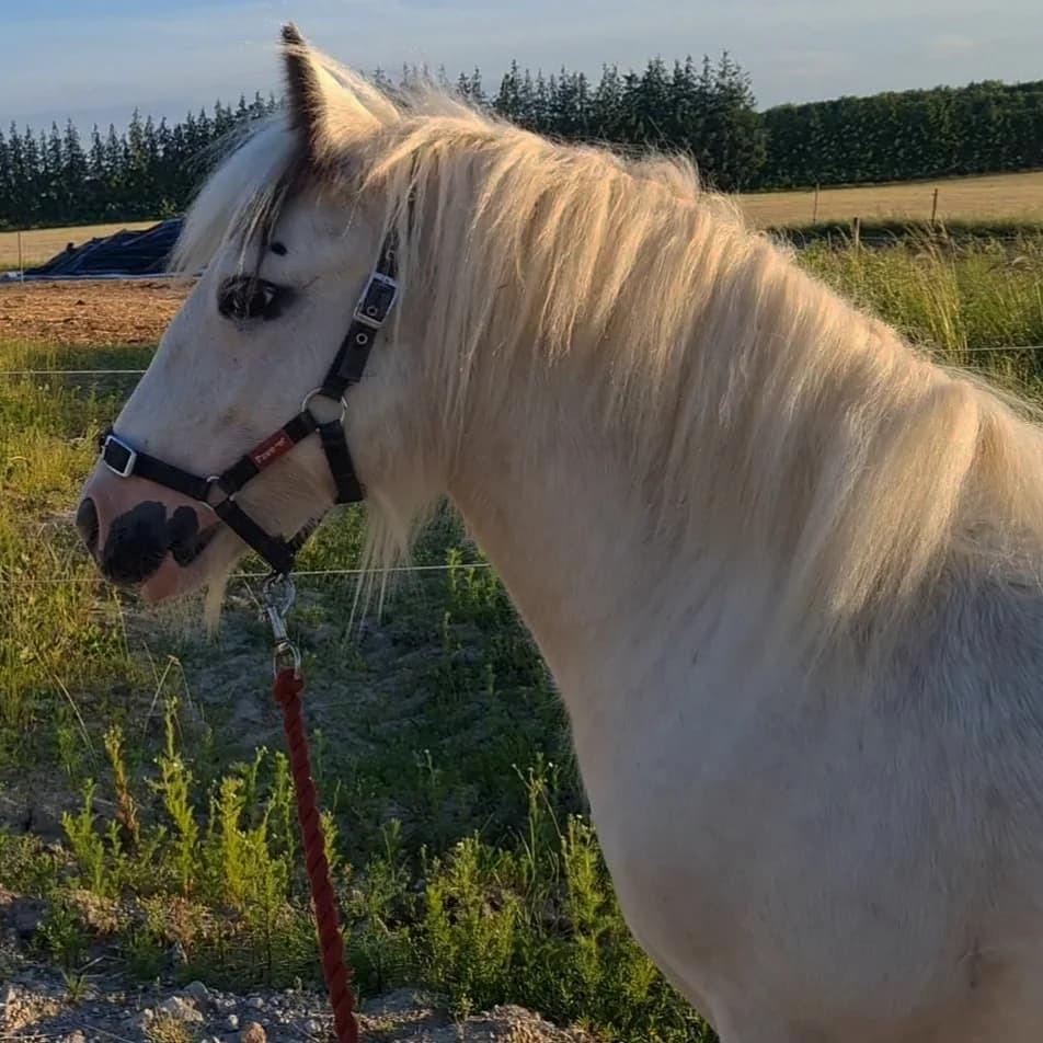 Irish Cob Nohr Clogheen billede 7