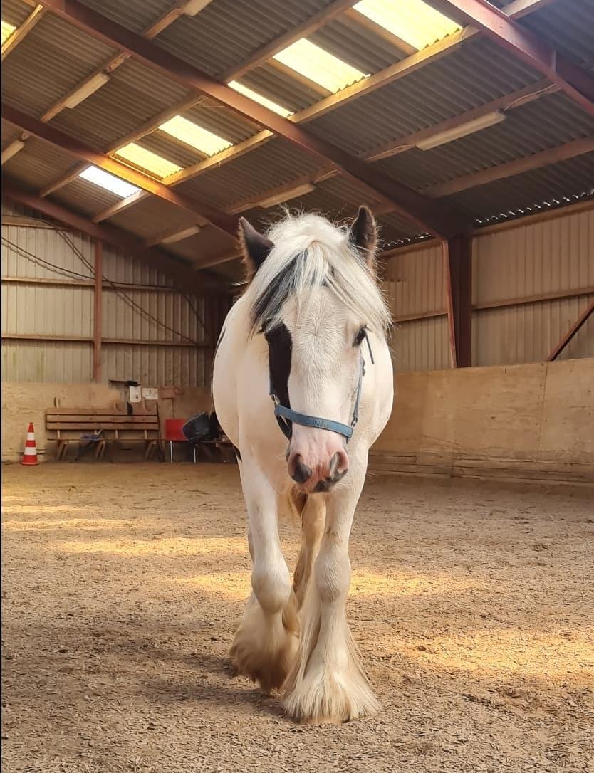 Irish Cob Nohr Clogheen billede 3