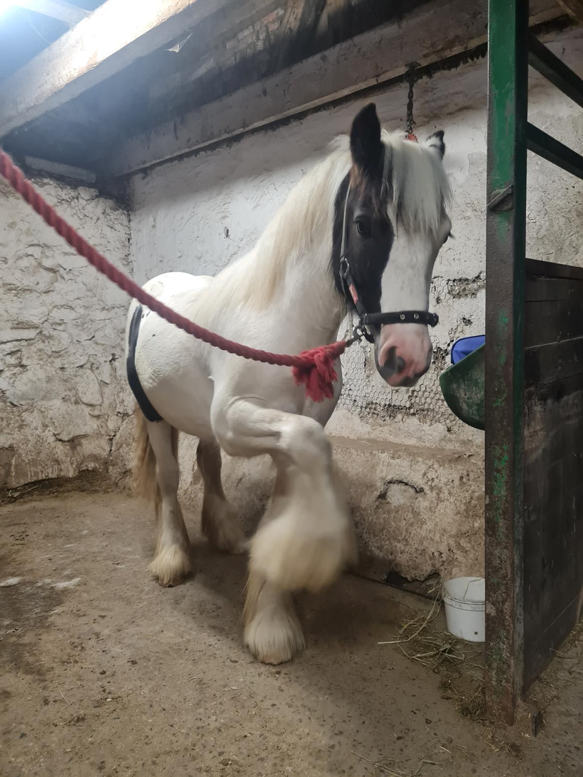 Irish Cob Nohr Clogheen billede 8