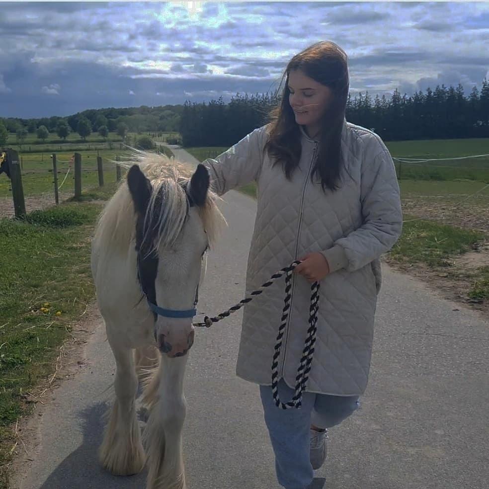 Irish Cob Nohr Clogheen billede 9