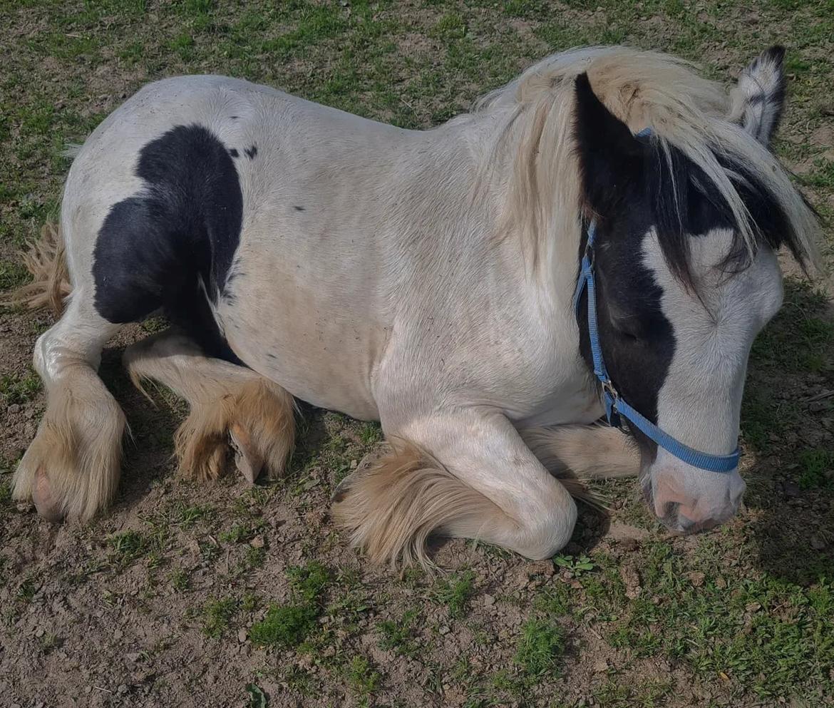 Irish Cob Nohr Clogheen billede 10