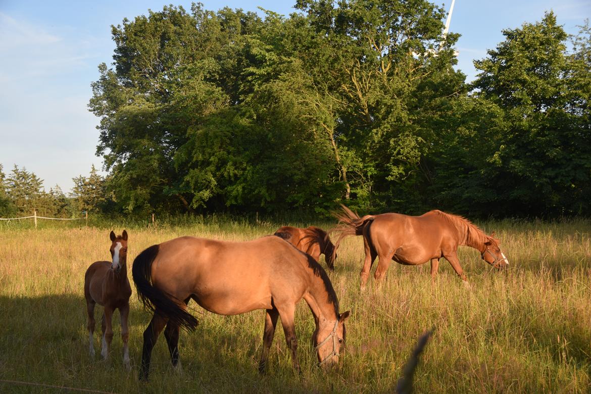 Welsh Partbred (Sec F) Catwalk E billede 2