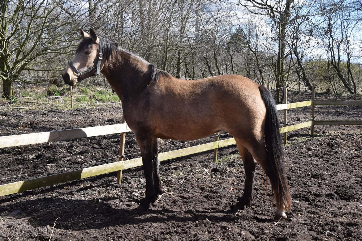 Welsh Partbred (Sec F) Catwalk E billede 3