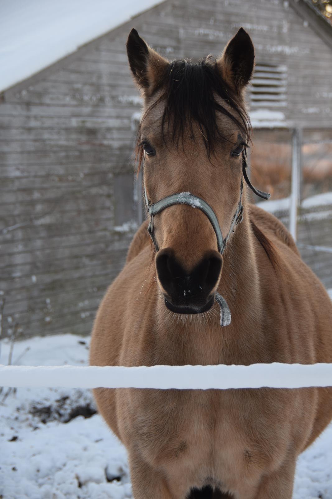 Welsh Partbred (Sec F) Catwalk E billede 4