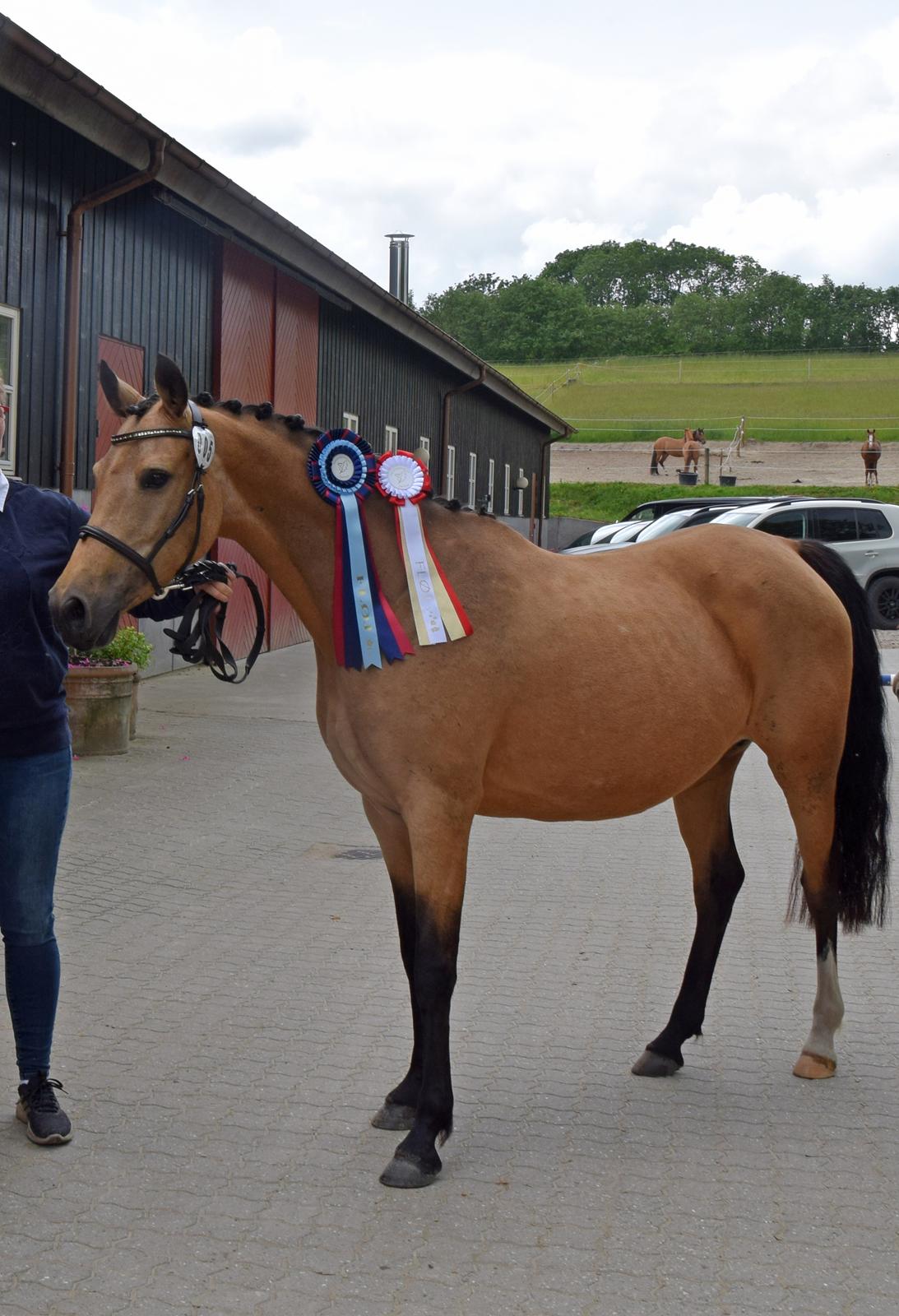 Welsh Partbred (Sec F) Catwalk E billede 1