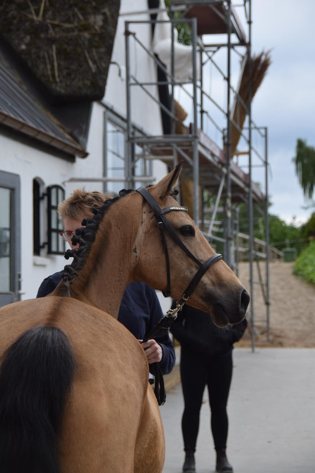 Welsh Partbred (Sec F) Catwalk E billede 5