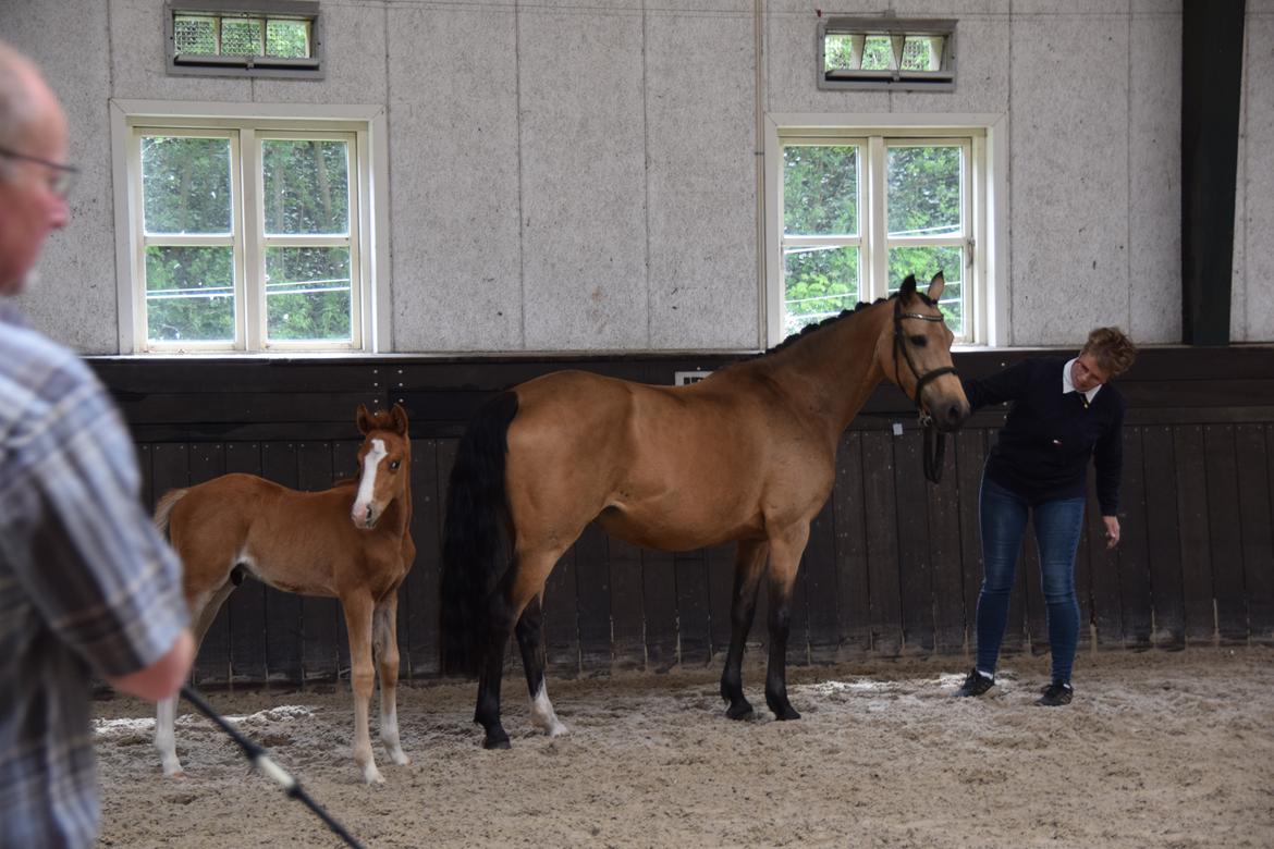 Welsh Partbred (Sec F) Catwalk E billede 6