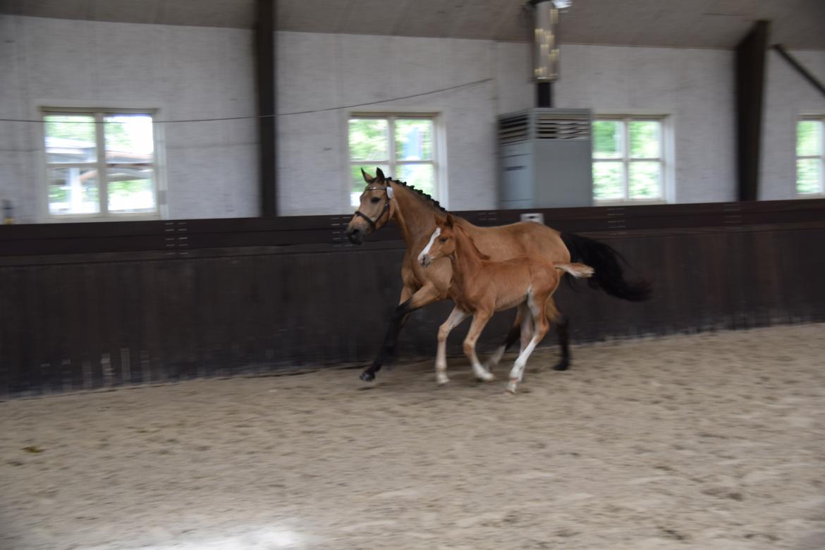 Welsh Partbred (Sec F) Catwalk E billede 7