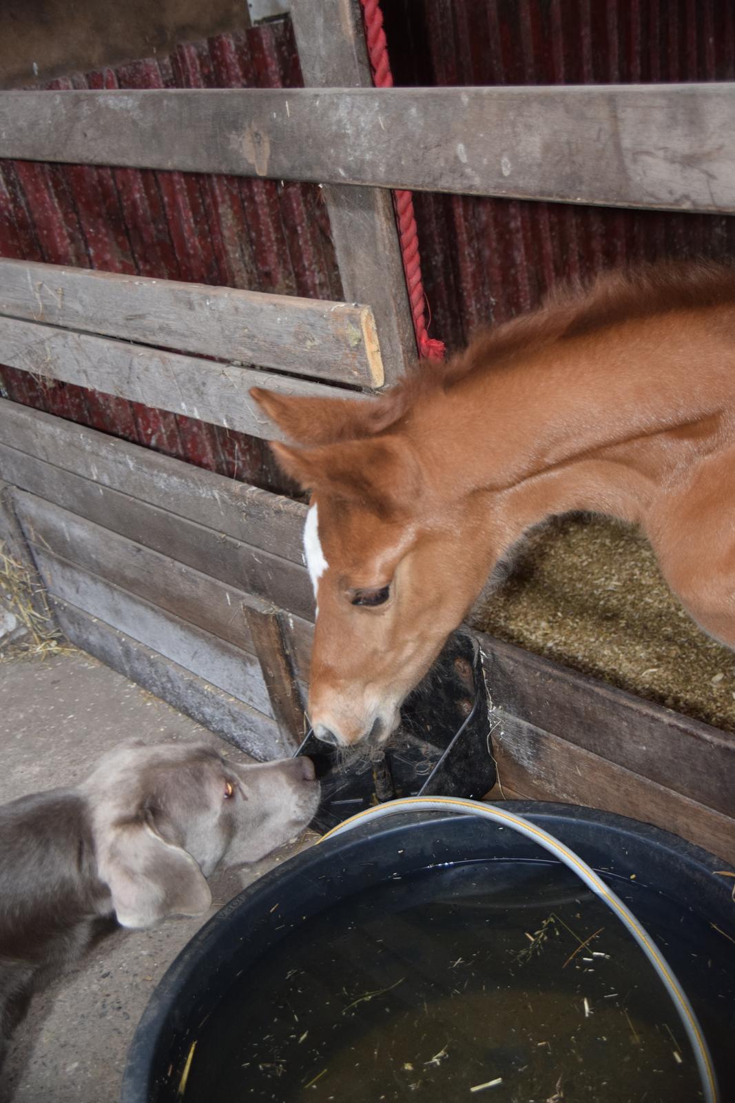 Tysk Sportspony Fredens New Dawn billede 2