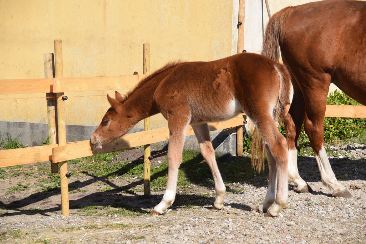 Tysk Sportspony Fredens New Dawn billede 3