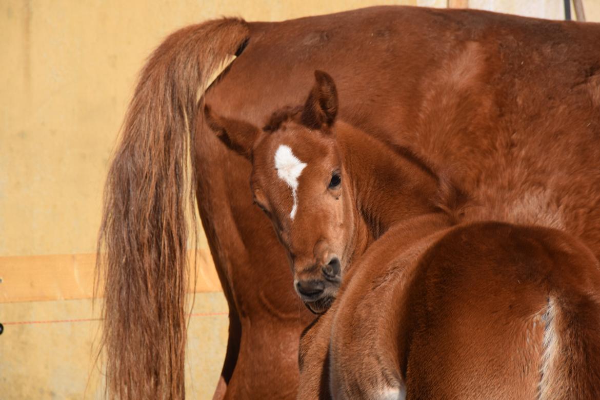 Tysk Sportspony Fredens New Dawn billede 4