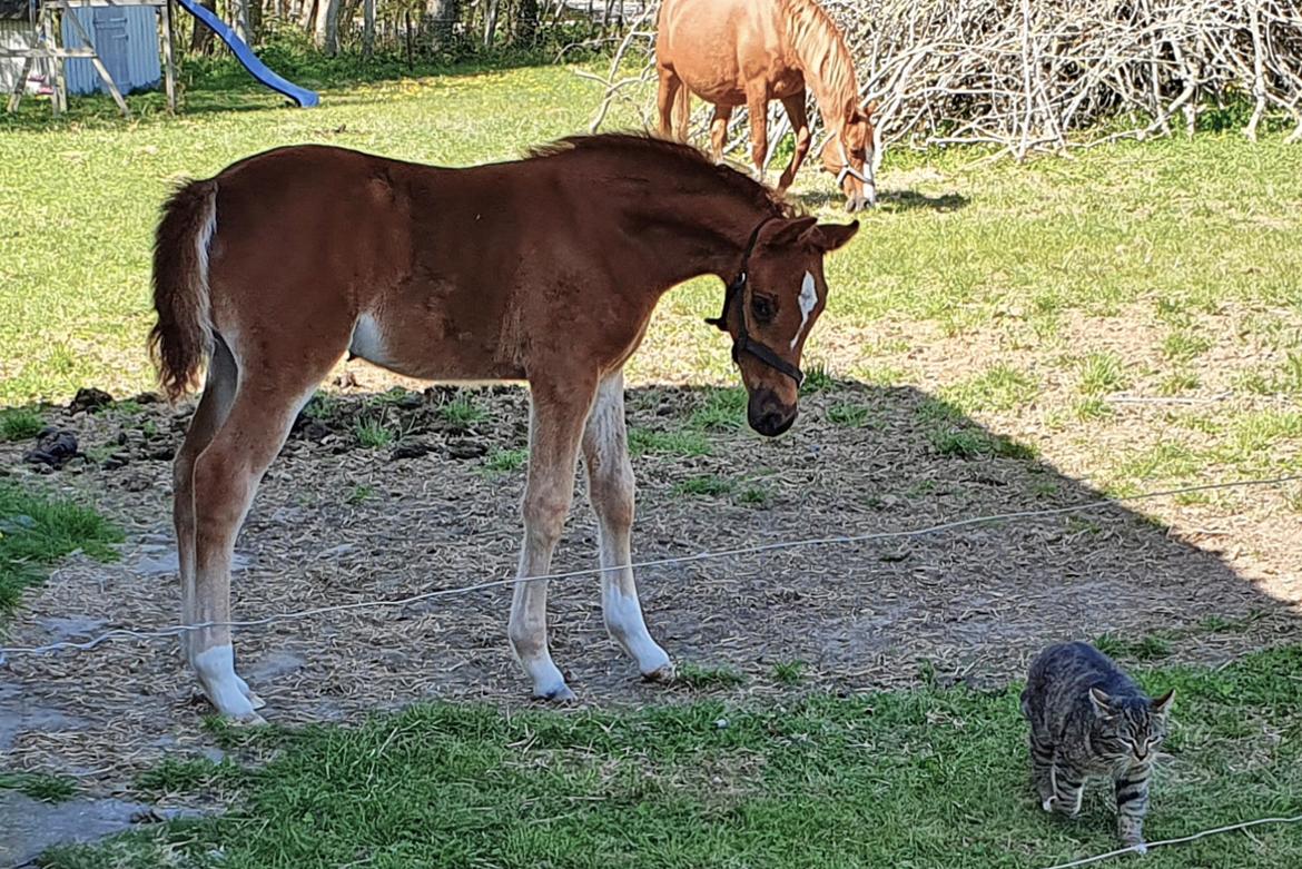 Tysk Sportspony Fredens New Dawn billede 1