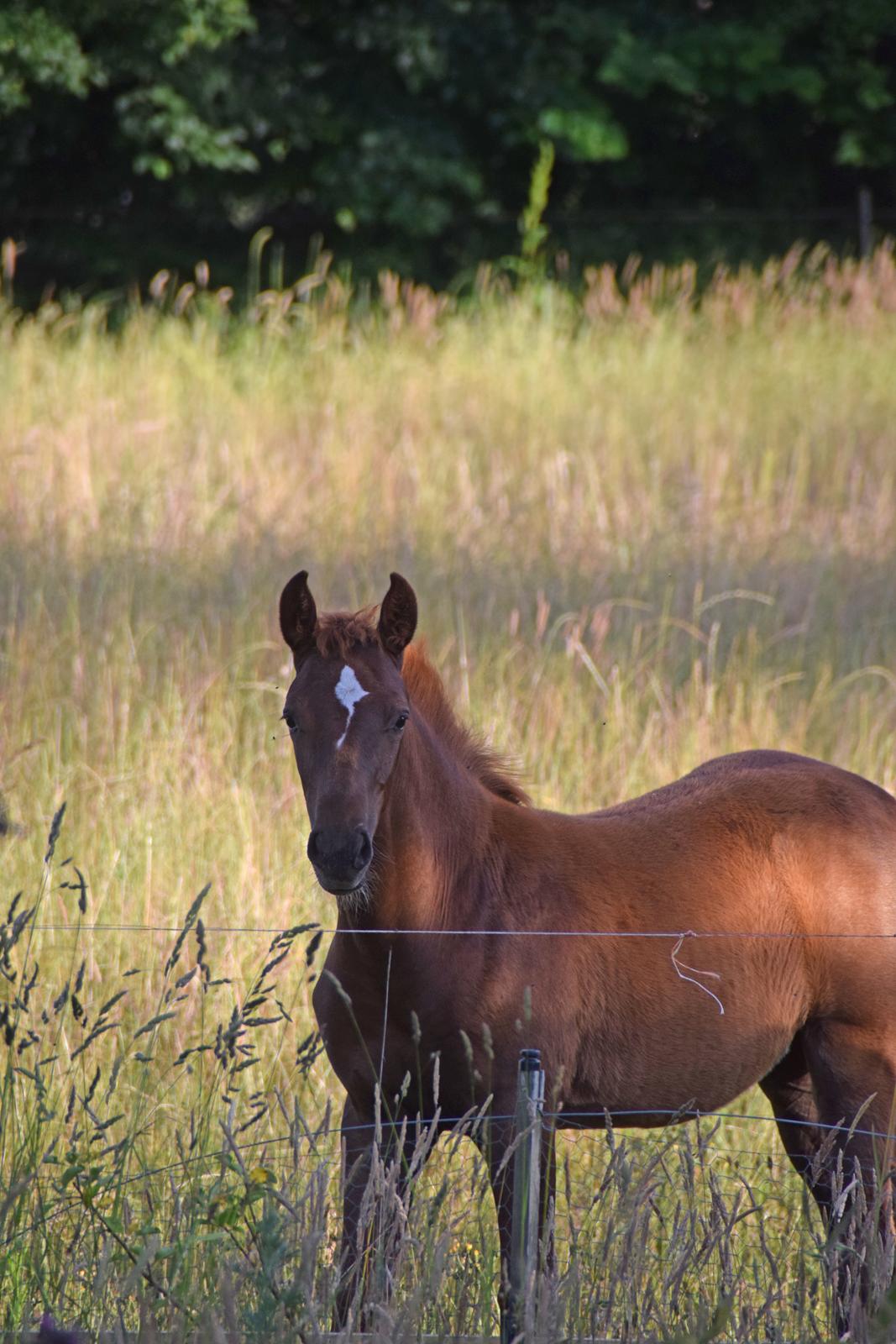 Tysk Sportspony Fredens New Dawn billede 5
