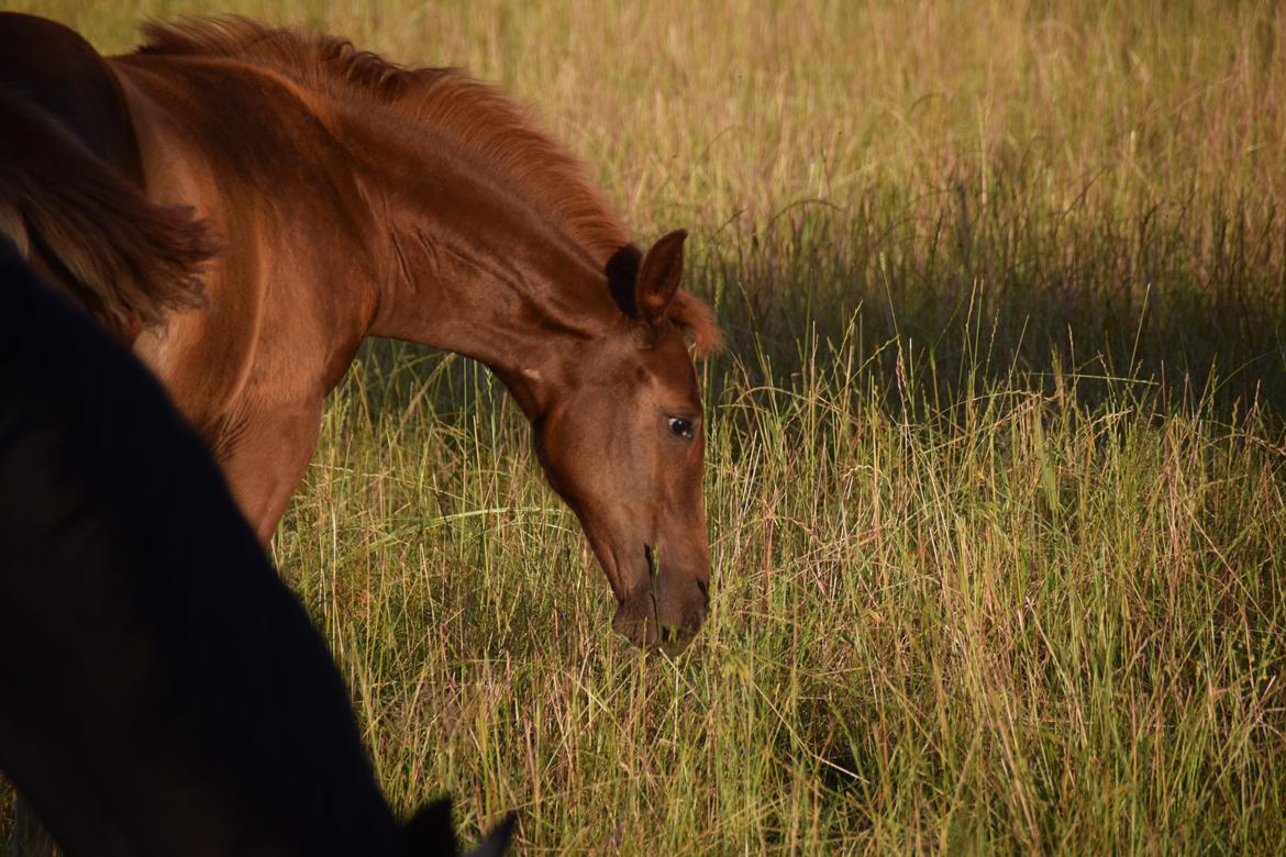 Tysk Sportspony Fredens New Dawn billede 6