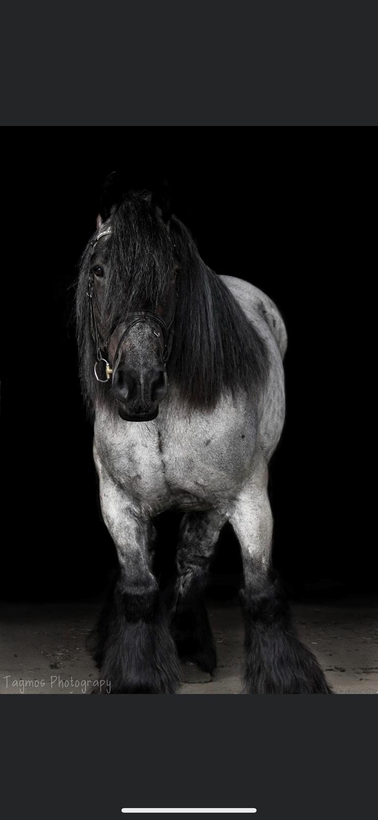 Belgier Møllegaardens Titus (TY) billede 4