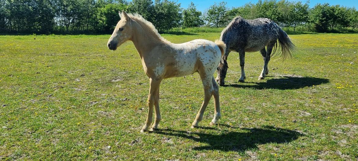 Anden særlig race Keldbækgårds Holger Danske billede 11