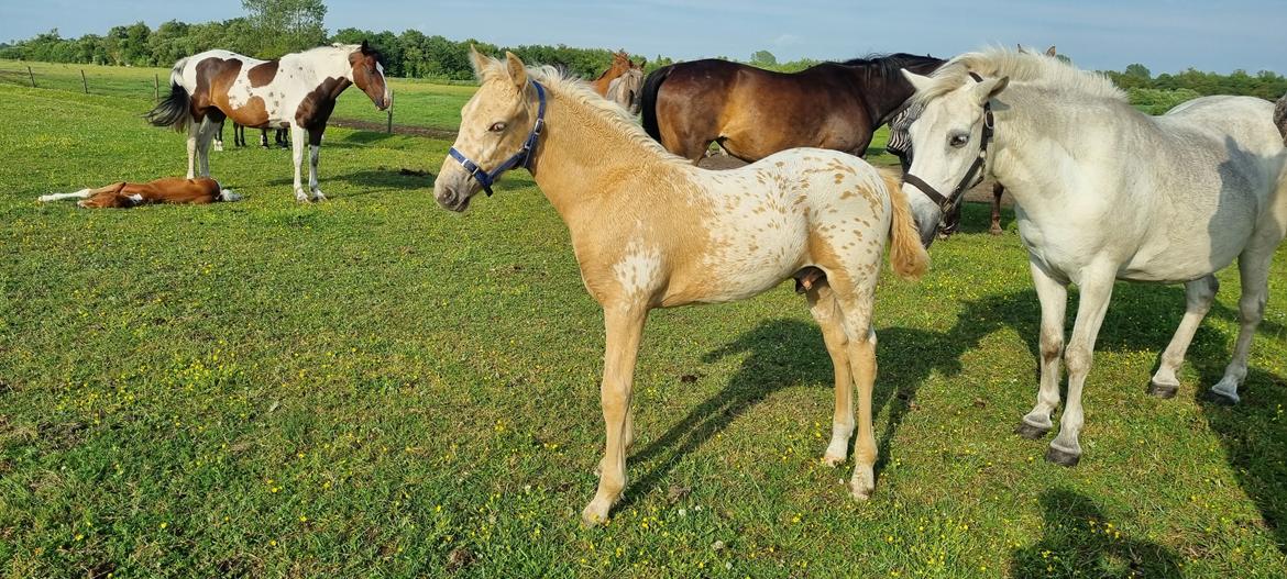 Anden særlig race Keldbækgårds Holger Danske billede 9