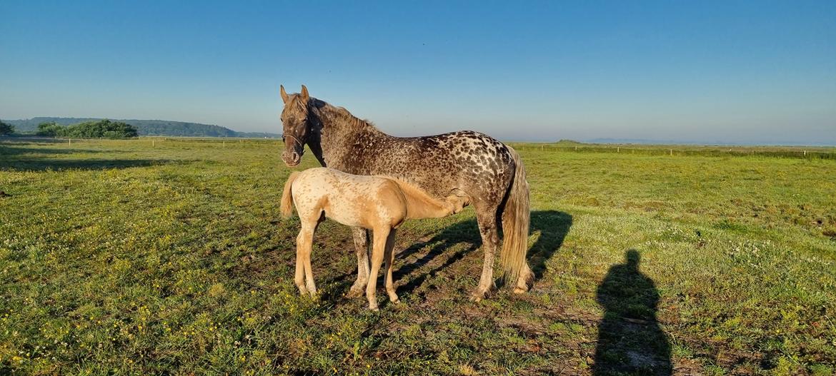 Anden særlig race Keldbækgårds Holger Danske billede 10