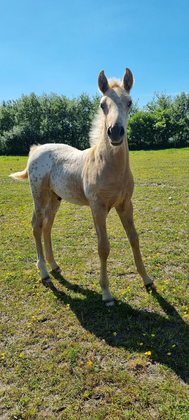 Anden særlig race Keldbækgårds Holger Danske billede 12