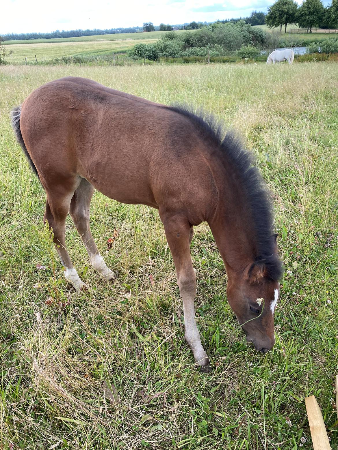 New Forest AMB Horses Lua Cheia billede 4