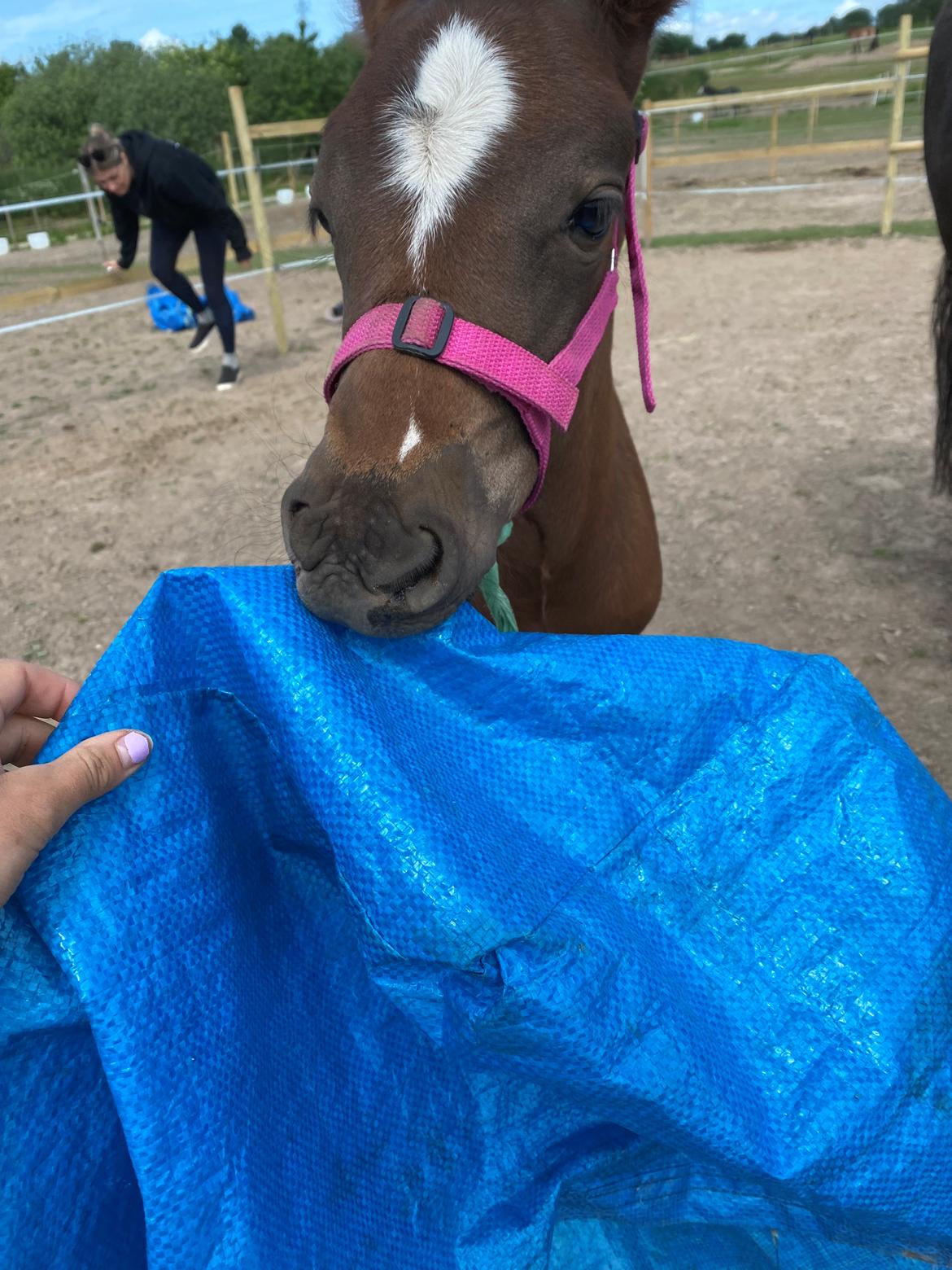 New Forest AMB Horses Lua Cheia billede 7