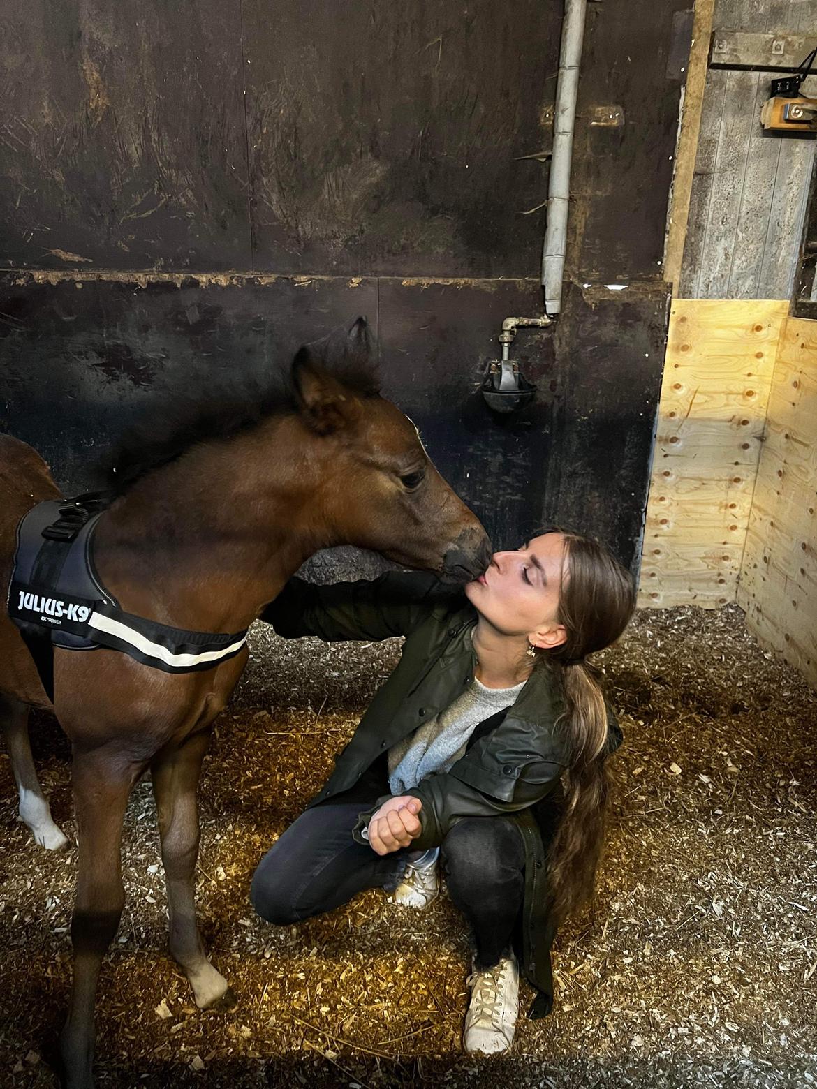 New Forest AMB Horses Lua Cheia billede 15