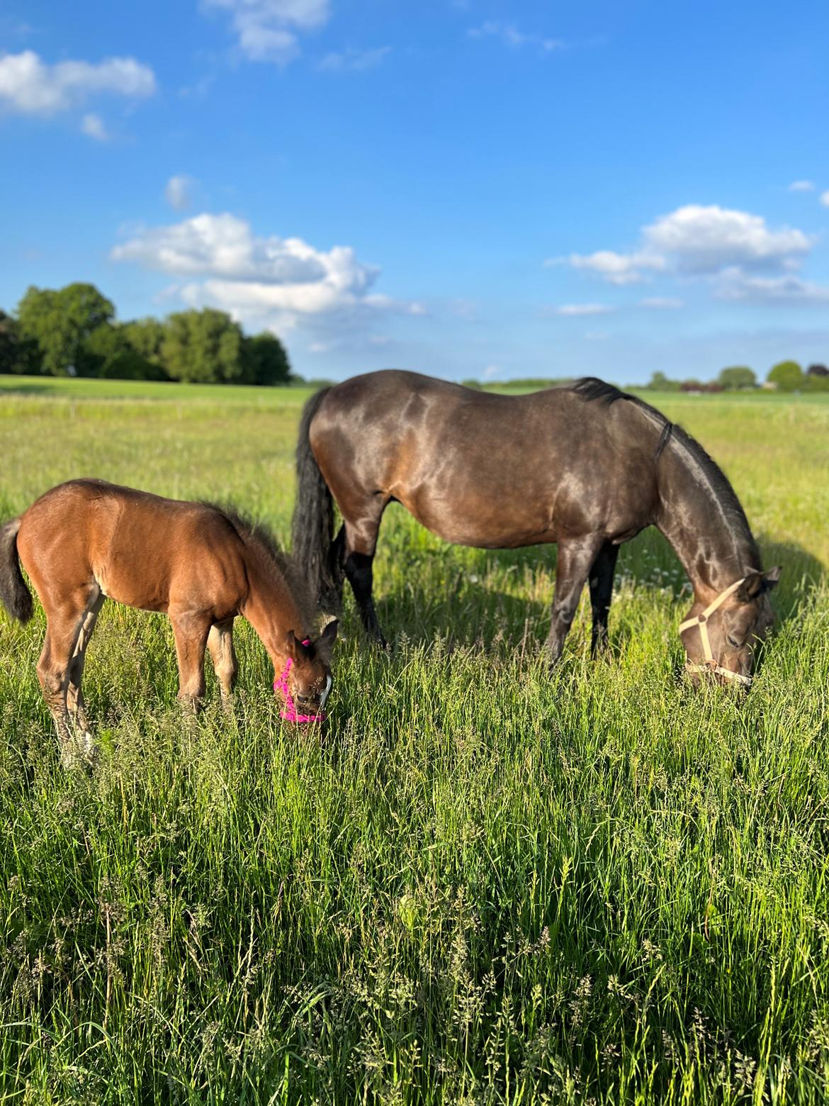 New Forest AMB Horses Lua Cheia billede 13